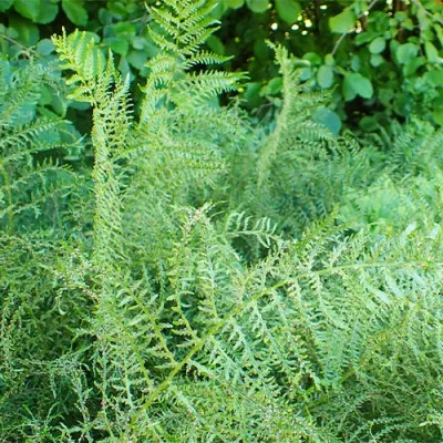 Папоротник Щитовник мужской Linearis Polydactylon фото