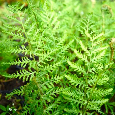 Папоротник Щитовник мужской Linearis Polydactylon фото