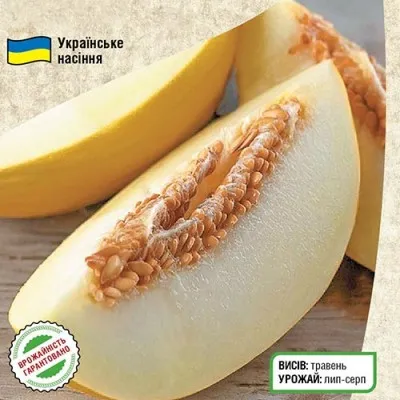 Дыня Крынычанка фото
