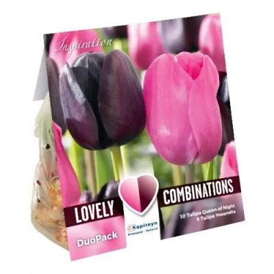 Комбо Тюльпаны Duopack Single Late Black And Pink (Брендовые луковицы KAPITEYN®) фото
