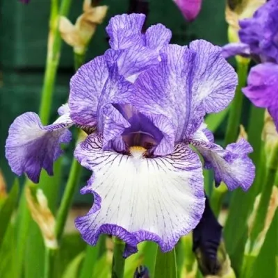 Ирис Earl of Essex фото