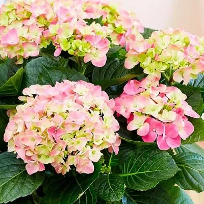 Гортензия Early Pink фото