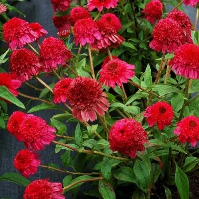 Эхинацея Paso Doble Fuchsia фото