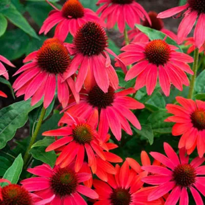 Эхинацея Lakota Red фото