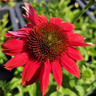 Эхинацея Lakota Red фото