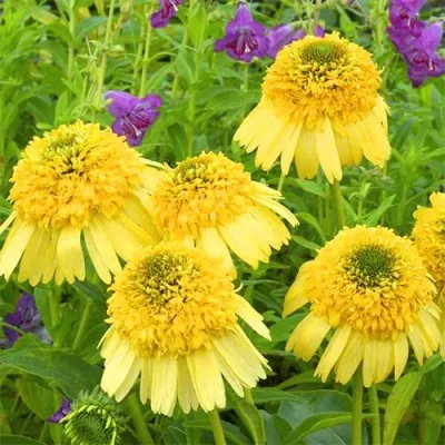Эхинацея Meteor Yellow  фото