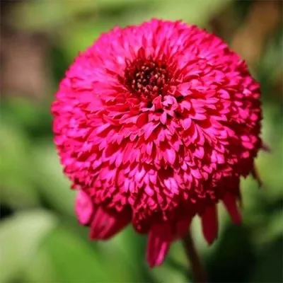 Эхинацея Paso Doble Fuchsia фото