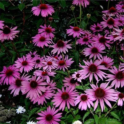 Эхинацея Prairie Splendor Deep Rose фото