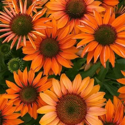 Эхинацея Prima Ginger фото