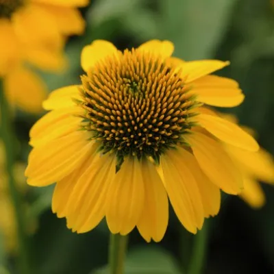 Эхинацея Lemon Yellow фото