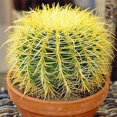 Эхинокактус Grusonii фото