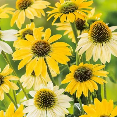 Эхинацея Mellow Yellow фото