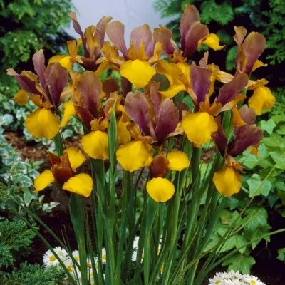 Ирис Hollandica Purple-Bronze-Yellow фото