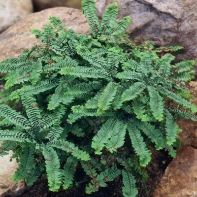 Папоротник адиантум Imbricatum фото