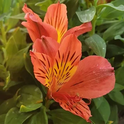 Альстромерия Eliane Orange фото