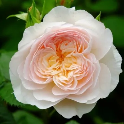 Роза Emily Bronte фото
