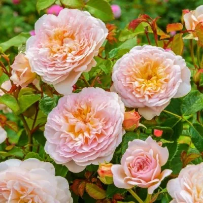 Роза Emily Bronte фото