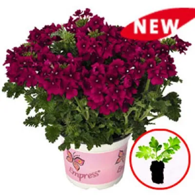 Вербена Empress Flair Cherry фото