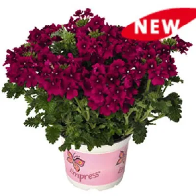 Вербена Empress Flair Cherry фото