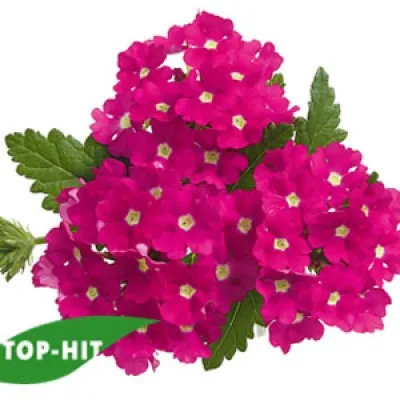 Вербена Empress Hot Pink Charme фото
