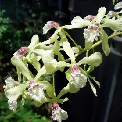 Орхидея Encyclia фото