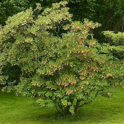 Энкиантус колокольчатый фото