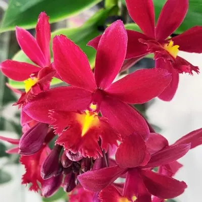 Орхидея Epidendrum Red фото