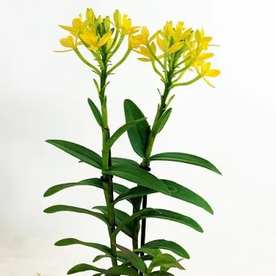 Орхидея Epidendrum Yellow фото