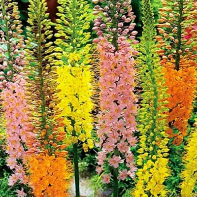 Эремурус Shelford Hybriden фото