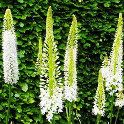 Эремурус White фото