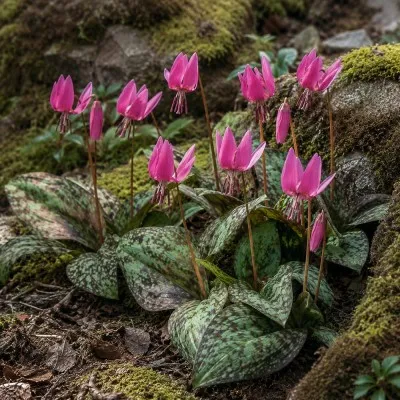 Эритрониум Rose Queen фото