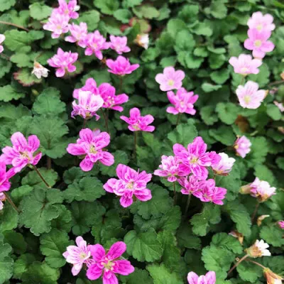 Эродиум Flore Pleno фото