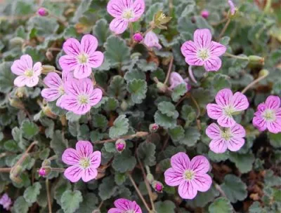 Эродиум Roseum фото
