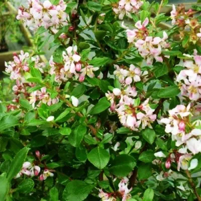 Эскаллония Donard Seedling фото