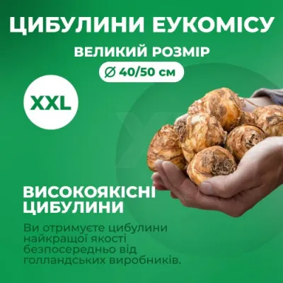 Эукомис Vandermerwei Octopus фото