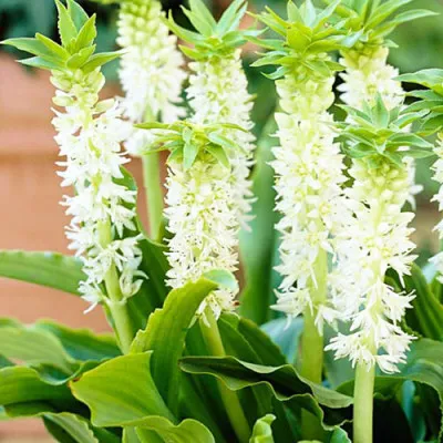 Эукомис Autumnalis фото