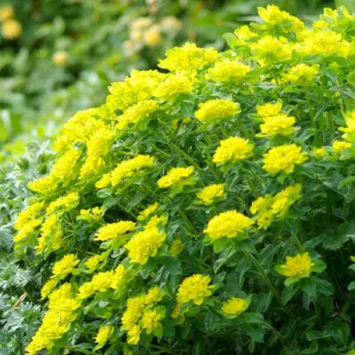 Эуфорбия Polychroma Purpurea фото