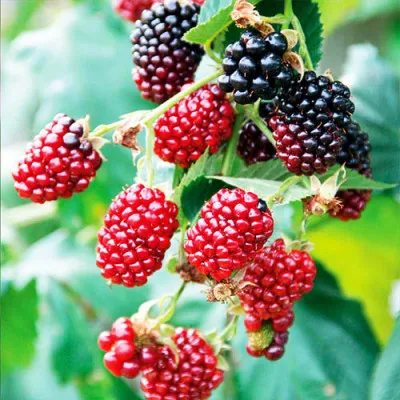 Ежевика (ежемалина) Thornless Boysenberry фото