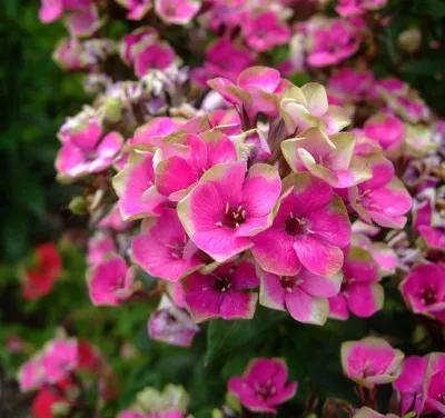 Флокс Aureole фото