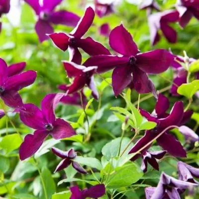 Клематис Black Prince фото