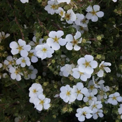 Лапчатка White Lady фото