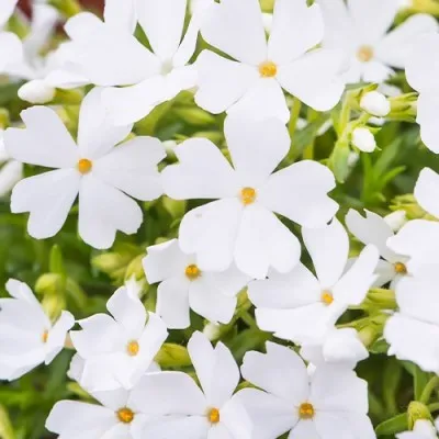 Флокс Fabulous White фото