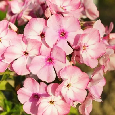 Флокс Famous Pink фото