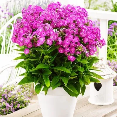 Флокс Famous Purple фото