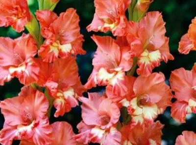 Гладиолус Fast Ruffle фото