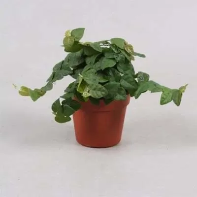 Фикус Green Sunny фото