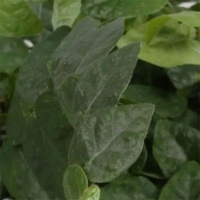 Фикус Green Sunny фото