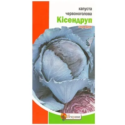 Капуста краснокочанная Кисендруп фото