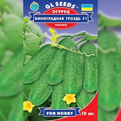 Огурец Виноградная гроздь фото