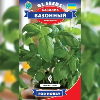 Базилик Вазонный фото